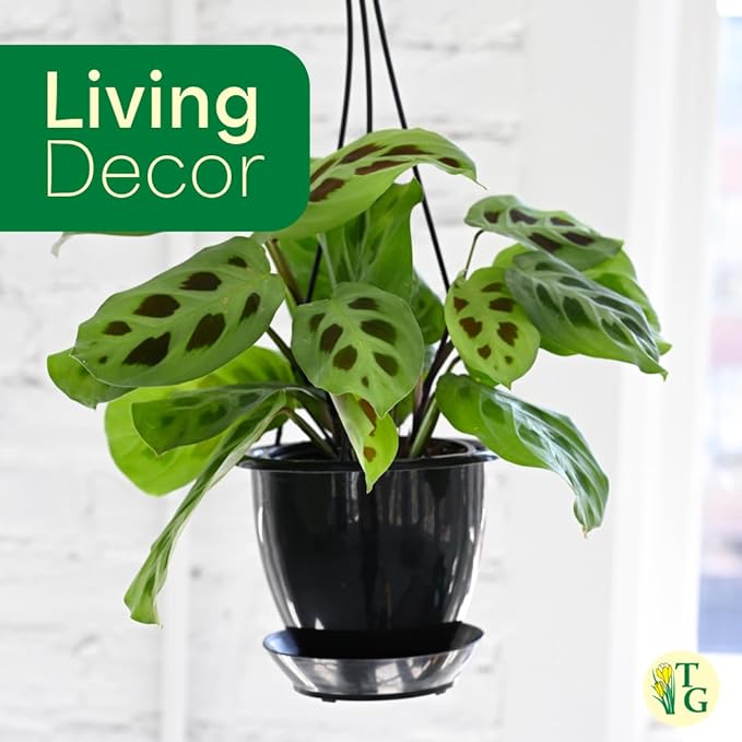 Thorsen's Greenhouse Green Prayer Plant, Live Indoor Plant, Pet Friendly, Uncommon Houseplant, Green Maranta, Easy to Grow, 4" Diameter Pot (Coffee)