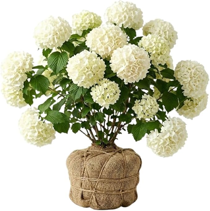 Snowball Bush Live Plant 4 Inch Pot, Snowball Viburnum Tree 6-10 Inch Tall, Flowering Shrub for Outdoor Garden and Landscape