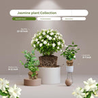 2 Jasmine Plants Live, Climbing Jasmine Flower Plant, Zone 4 to 11, 5 to 7 Inc in Height (Maid of Orleans)