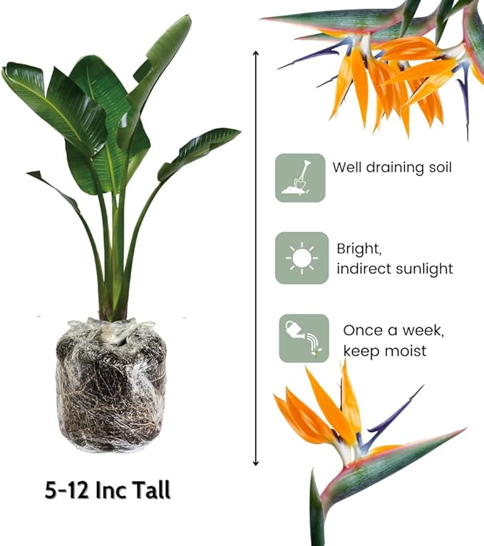 Bird of Paradise Plant - Live Tropical Ornamental Houseplant, Indoor and Outdoor Planting, Zones 9-11 (Yellow)