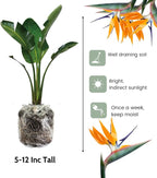 Bird of Paradise Plant - Live Tropical Ornamental Houseplant, Indoor and Outdoor Planting, Zones 9-11 (Yellow)