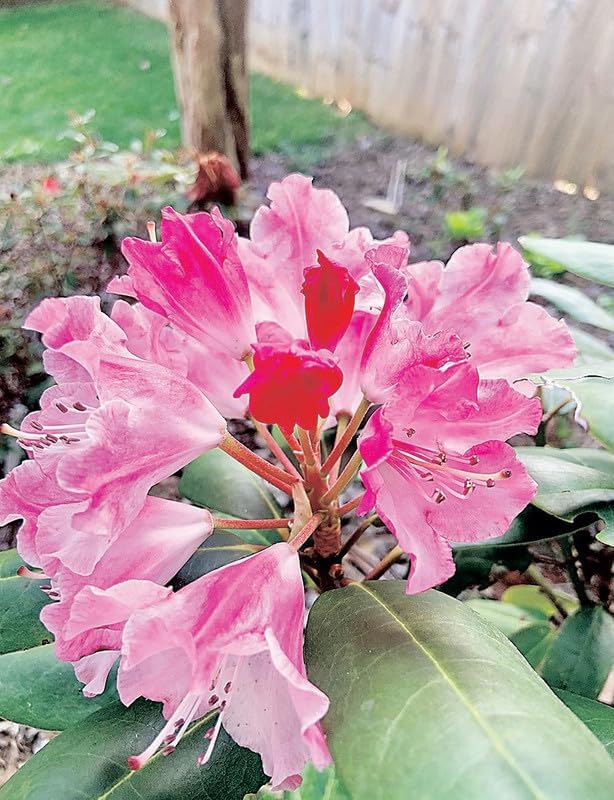 Pink Azalea Plant Live, 7 Months Old Rhododendron Like, Azalea Rhododendron Tree Flowers Plants Live Bush in Pot, Can Change to Various Color