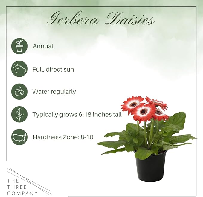 Live Flowering Gerbera Daisies - Red and White Bicolor (2 Plants Per Pack), Beautiful Spring Flowers, 12" Tall by 5" Wide in 1 Qt Pot