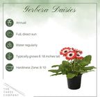 Live Flowering Gerbera Daisies - Red and White Bicolor (2 Plants Per Pack), Beautiful Spring Flowers, 12" Tall by 5" Wide in 1 Qt Pot