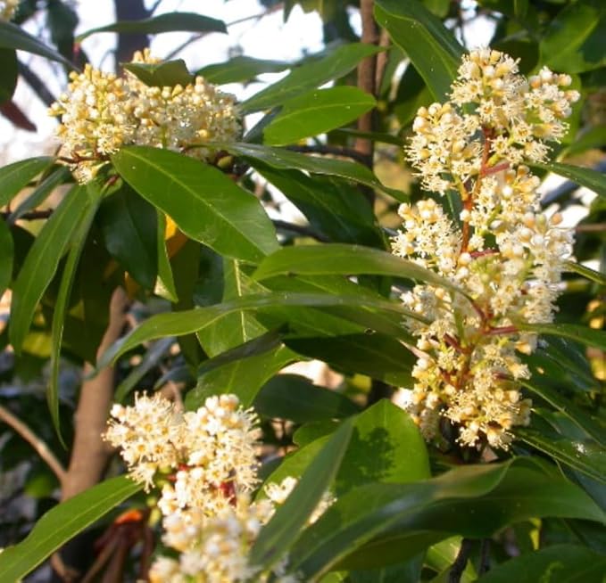 2 Carolina Cherry Laurel Shrubs - 4-6" Tall Live Plants - 3" Pots - Laurel Bush/Hedge Seedlings - Prunus caroliniana - (2 Pack)