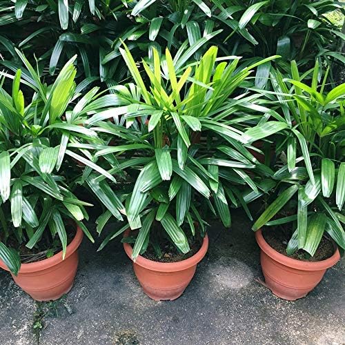 Lady Palm - Live Plant in an 8 Inch Growers Pot - Rhapis Excelsa - Beautiful Clean Air Indoor Outdoor Houseplant