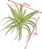 Fake Artificial Tillandsia Air Plants, 4pcs Flocked Green Faux Bromeliads for Home Decor Realistic Stems (Medium)