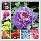 Peony Seeds - 10 Seeds - Mixed Colors, Great for Bonsai, Container or Outdoor Growing