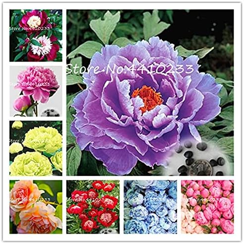 Peony Seeds - 10 Seeds - Mixed Colors, Great for Bonsai, Container or Outdoor Growing