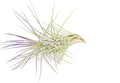 Purple Colorful Tillandsia Air Plants - Long Lasting Color Enhanced Live Tillandsia Succulent House Plants - Home and Garden Decor - Easy Care Indoor and Outdoor (Funckiana, Single)