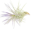 Purple Colorful Tillandsia Air Plants - Long Lasting Color Enhanced Live Tillandsia Succulent House Plants - Home and Garden Decor - Easy Care Indoor and Outdoor (Funckiana, Single)
