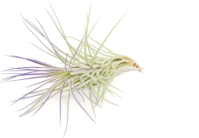 Purple Colorful Tillandsia Air Plants - Long Lasting Color Enhanced Live Tillandsia Succulent House Plants - Home and Garden Decor - Easy Care Indoor and Outdoor (Funckiana, Single)