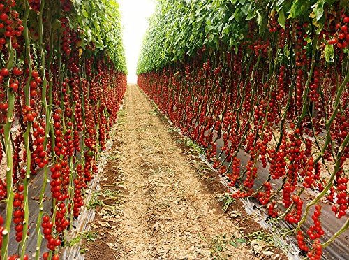 20 Italian Sicilian Ciliegino Cherry Tomato Seeds, Heirloom Non-GMO, Rare, Classic, Indeterminate, Open-Pollinated, Productive, Delicious US Grown Solanum lycoperscium