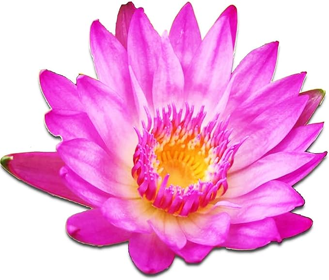 (Nymphaea Yonglap Hybrid) Tropical Water Lily Tuber Live Aquatic Plants for Freshwater Fish Pets Pond Balcony Decorations by Greenpro