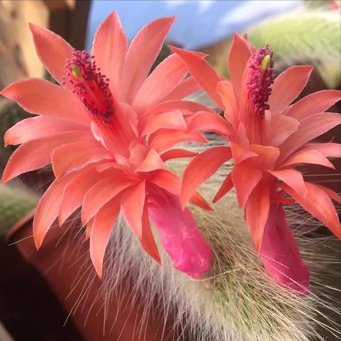 Monkey Tail Cactus Live Plants for Planting, Live Monkey Tail Cactus Houseplant Succulents 6-8" for Indoor Outdoor Planting