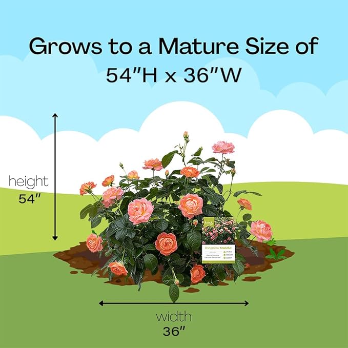 2 Gallon The Orange Glow Knock Out® Rose Plant with Orange Blooms