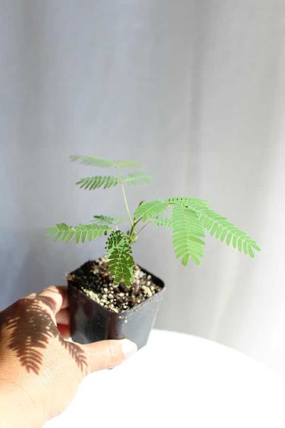 Pink Flower Persian Mimosa Silk Tree Live Starter Plant Albizia Julibrissin 2 Inch Pot (1)