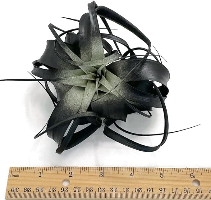 XL Xerographica Colored Air Plant, Live Tillandsia House Plant, Easy Care Indoor Outdoor, Great Gift, Healthy Arrival Guaranteed (Black)