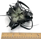 XL Xerographica Colored Air Plant, Live Tillandsia House Plant, Easy Care Indoor Outdoor, Great Gift, Healthy Arrival Guaranteed (Black)
