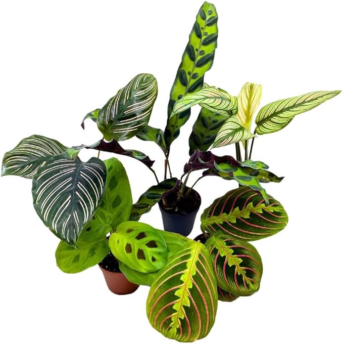 BubbleBlooms Calathea Assortment Set, 2 inch pots, 5 Different Prayer Plants, pet Friendly Indoor Low Light