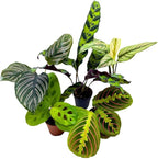 BubbleBlooms Calathea Assortment Set, 2 inch pots, 5 Different Prayer Plants, pet Friendly Indoor Low Light