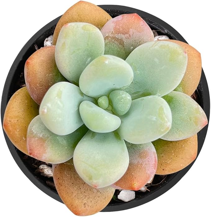 Sprout N Green Graptosedum Miul in 2 inch Starter Pot, Rare Live Succulent Plant Fully Rooted with Soil, Home Office Indoor Outdoor Wedding Decoration DIY Projects Party Favor