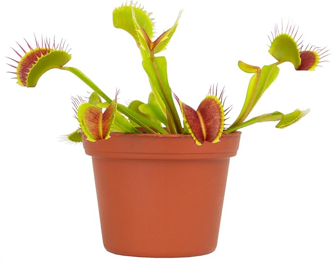 Altman Plants Non-Toxic Live Venus Flytrap Plant, Carnivorous Plants, Pet Safe Houseplant, Educational Crafts & DIY for Kids, 3 in. Grower Pot, Real Houseplants for Bog Gardens