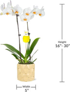Green Circle Growers 5" White with Yellow Orchid in Yellow Pot with Bunny Pick, Live Indoor Plants, House Plant