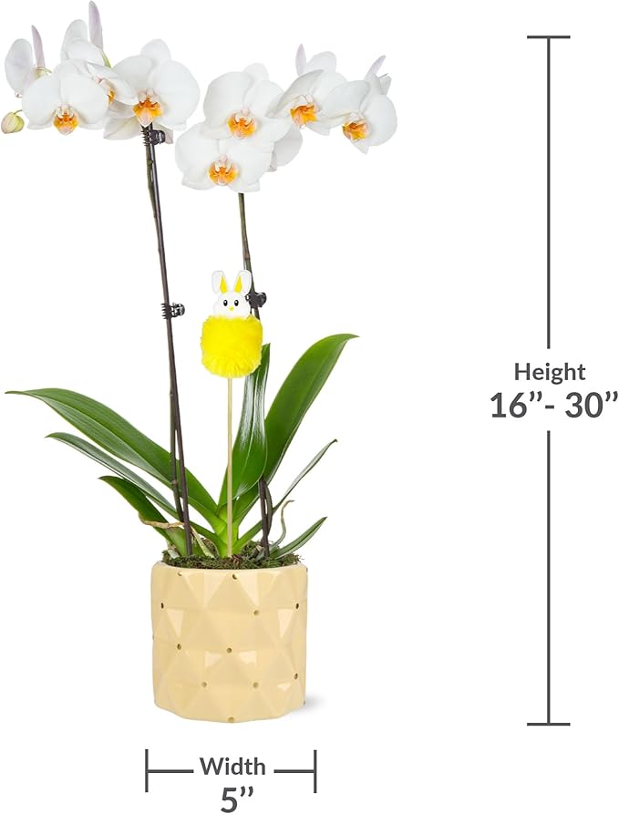 Green Circle Growers 5" White with Yellow Orchid in Yellow Pot with Bunny Pick, Live Indoor Plants, House Plant
