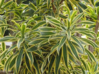 RedCrocus Lemon Lime Dragon Tree Bush- Variegated Indoor & Outdoor Plant- Easy Care Evergreen Foliage- Tolerates Bright, Indirect Light- Pet Safe (Toxic to Cats & Dogs) 10" Pot