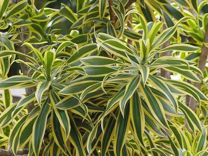 RedCrocus Lemon Lime Dragon Tree Bush- Variegated Indoor & Outdoor Plant- Easy Care Evergreen Foliage- Tolerates Bright, Indirect Light- Pet Safe (Toxic to Cats & Dogs) 10" Pot