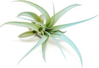 Light Blue Colorful Tillandsia Air Plants -Long Lasting Color Enhanced Live Tillandsia Succulent House Plants - Home and Garden Decor -Easy Care Indoor/Outdoor Plants (Brachycaulos Abdita, Single)