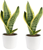 Costa Farms Snake Plant, Live Plant in Decor Pot, Easy to Maintain, Small Air Purifying Succulent Indoor Houseplant, Assorted Variety, Perfect for Home, Room, or Office, 8-12 Inches Tall, Pack of 2