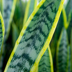 Perfect Plants Snake Plant Sansevieria Trifasciata Laurentii 16in Tall | Easy Care Houseplant | Perfect for Low to Bright Light Conditions, 6 in Grower's Pot