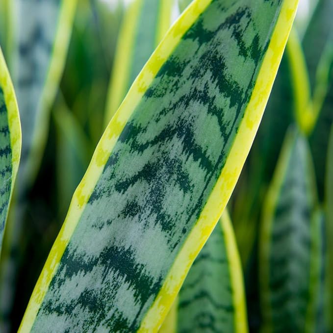 Perfect Plants Snake Plant Sansevieria Trifasciata Laurentii 16in Tall | Easy Care Houseplant | Perfect for Low to Bright Light Conditions, 6 in Grower's Pot