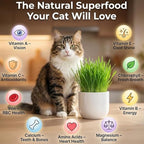 NatureZ Edge Premium Cat Grass Seeds for Indoor Cats, Non GMO - 1 lb Oat, Wheat, Barley & Rye Grass for Indoor Cats, Cat Plant, Kitty Lawn, Pet Grass, Hierba para Gatos, Made in USA