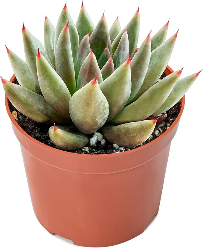 Sprout N Green Echeveria Psyche, Live Succulent Fully Rooted in 4" Pot, House Plant for Home Office Wedding Hanging Decoration DIY Project Party Favor, Pets Friendly, Easy to Care