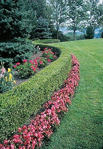 Ten Green Velvet Boxwoods - Low Maintenance Evergreen - 10 Live Plants Shipped 6-8" Tall by DAS Farms
