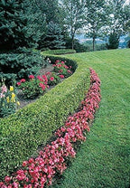 Two Green Velvet Boxwoods - 2 Live Evergreen Plants Shipped 6-8" Tall by DAS Farms