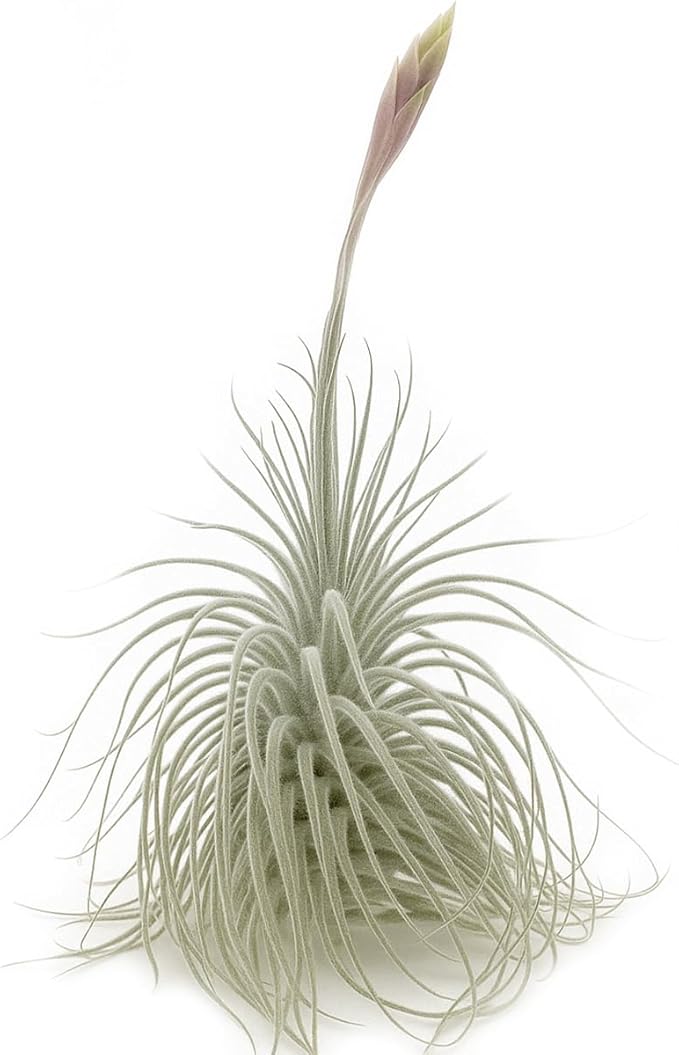 ragnaroc Live air Plant - Tillandsia Tectorum Air Plant 4-6" – 5ct – Unique Shape with Silvery Fuzz – Low Maintenance Houseplant – Perfect for Decor, Terrariums, Gifts - Live Arrival Guaranteed