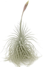 ragnaroc Live air Plant - Tillandsia Tectorum Air Plant 4-6" – 1ct – Unique Shape with Silvery Fuzz – Low Maintenance Houseplant – Perfect for Decor, Terrariums, Gifts - Live Arrival Guaranteed