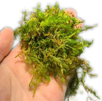 Marcus Fish Tanks - Christmas Moss Vesicularia Montagnei Easy Live Aquarium Plant Large Baseball Size Portion Buy 2 GET 1FREE