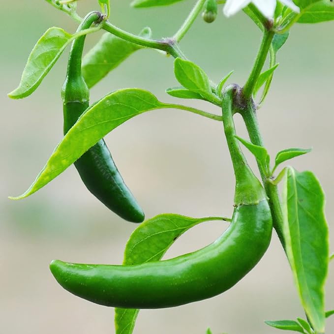 Bonnie Plants Serrano Pepper 19.3 oz. 4 Pack