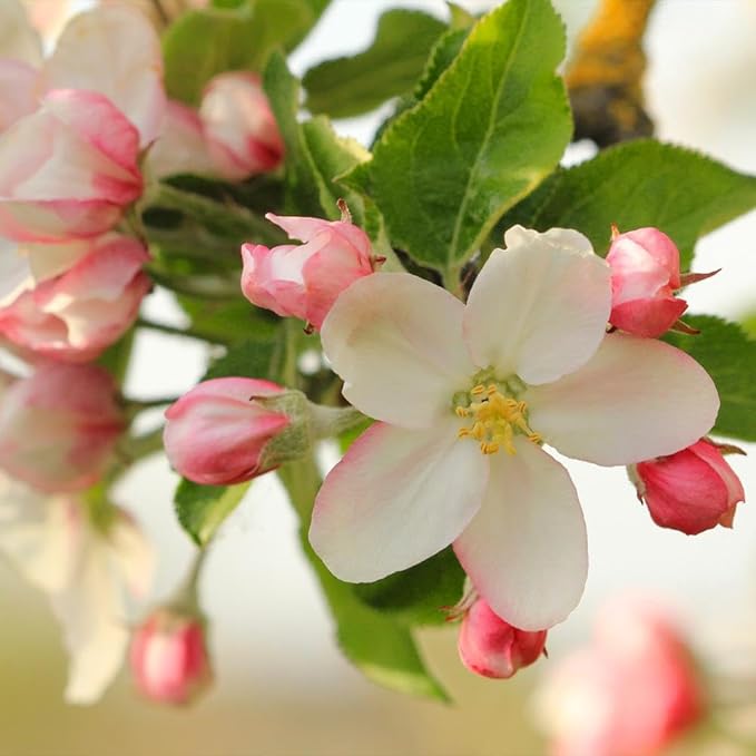 Brighter Blooms - Honeycrisp™ Apple Tree, 3-4 ft. - No Shipping to AK, AZ, CA, HI, ID, OR, WA