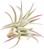 Fuchsia Colorful Tillandsia Air Plants - Long Lasting Color Enhanced Live Tillandsia Succulent House Plants - Home and Garden Decor - Easy Care Indoor/Outdoor Plants (Harrisii, Single)