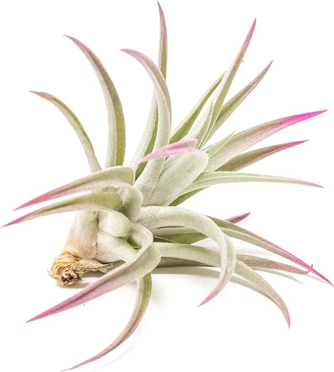 Fuchsia Colorful Tillandsia Air Plants - Long Lasting Color Enhanced Live Tillandsia Succulent House Plants - Home and Garden Decor - Easy Care Indoor/Outdoor Plants (Harrisii, Single)