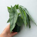 Alocasia Dragons Breathe Live Plant – Rare Dragon Breathe Alocasia Corm Rooted – Exotic Tropical Elephant Ear House Plants – Easy Care Indoor Outdoor Starter Plant – Unique Decor