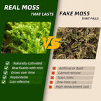 Live Moss 4-Pack (Each 3.5"x7") – Real Mixed Moss for Terrariums, Reptile Habitats, Fairy Gardens & Potted Plants – 4 Random Varieties, Easy to Revive, Natural Green Decor