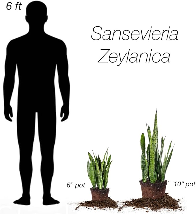 Perfect Plants Sansevieria Zeylanica Snake Plant | 16in Tall | Easy Care | Thrives in Low to Bright Light, Air Purifying 6in. Grower's Pot