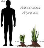 Perfect Plants Sansevieria Zeylanica Snake Plant | 16in Tall | Easy Care | Thrives in Low to Bright Light, Air Purifying 6in. Grower's Pot